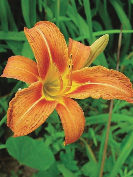 Hemerocallis fulva (Daylily)