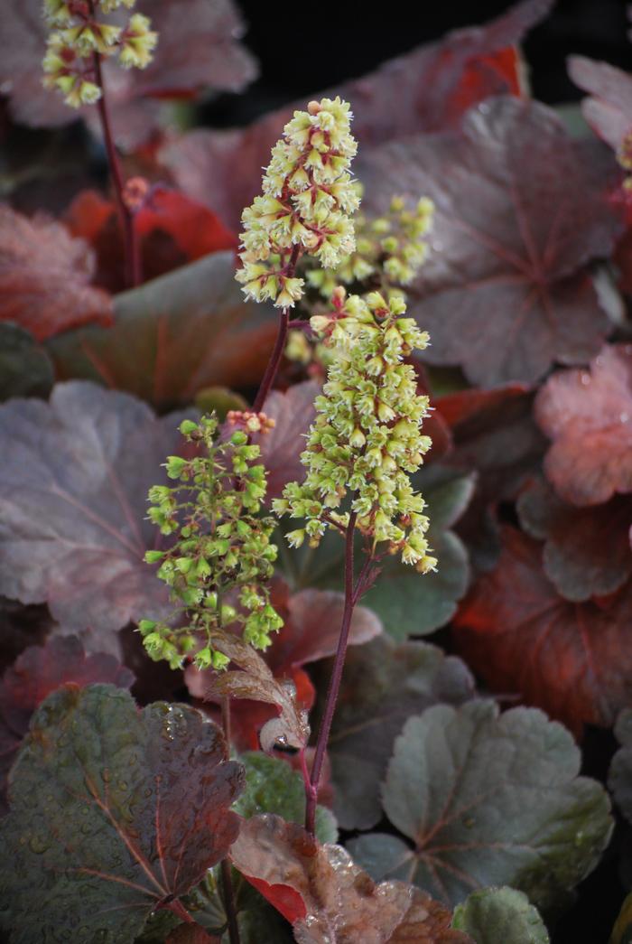 Heuchera x 'Blondie' (Coral Bells)