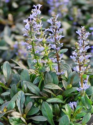 Ajuga x 'Chocolate Chip' (Bugle Weed) perennial