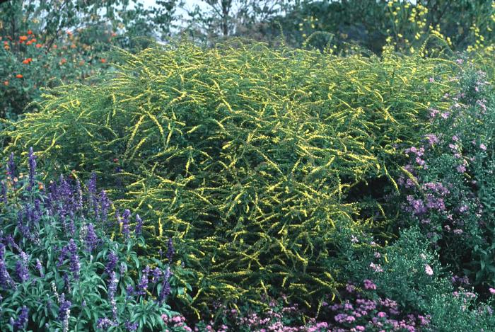 Solidago rugosa 'Fireworks' (Goldenrod)