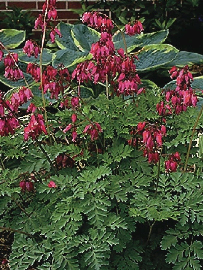 Cutleaf Bleeding Heart (Dicentra formosa 'Luxuriant'), pink flowers