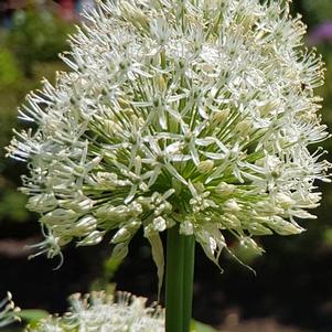 Allium 'White Giant' (Ornamental Onion) perennial