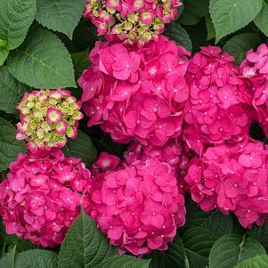 Hydrangea m. Summer Crush®