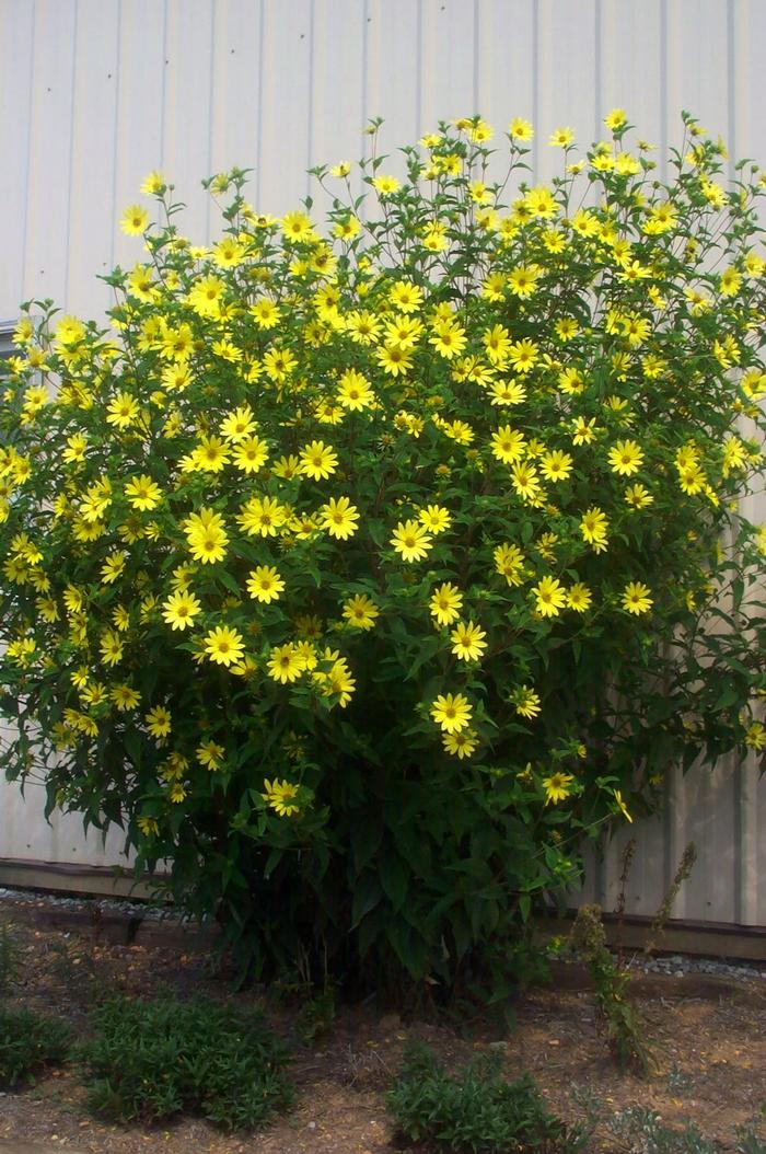 Lemon Queen Sunflower (Helianthus x 'Lemon Queen')