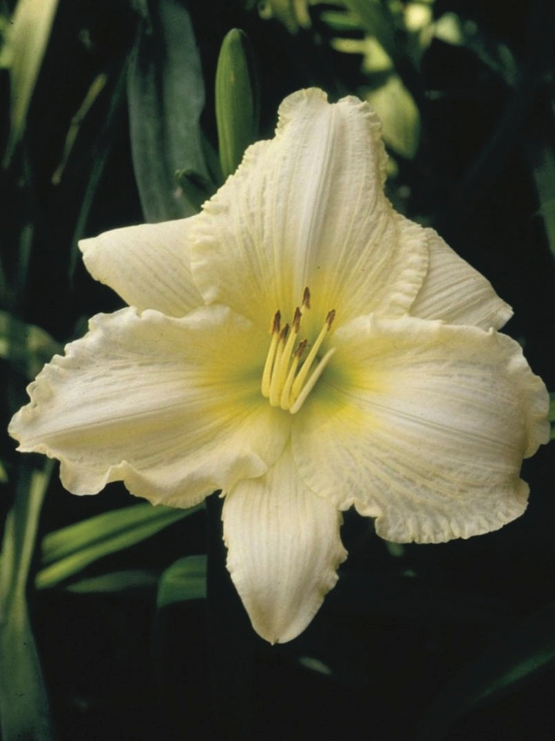 Hemerocallis 'Joan Senior' (Daylily)