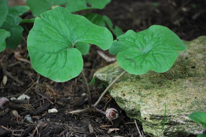 Wild Ginger (Asarum canadense)