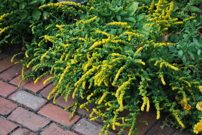 Dwarf Goldenrod (Solidago sphacelata 'Golden Fleece')