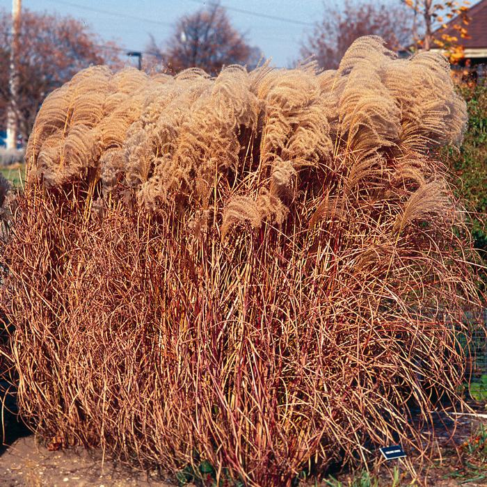 Maiden Grass (Miscanthus sinensis 'Gracillimus')