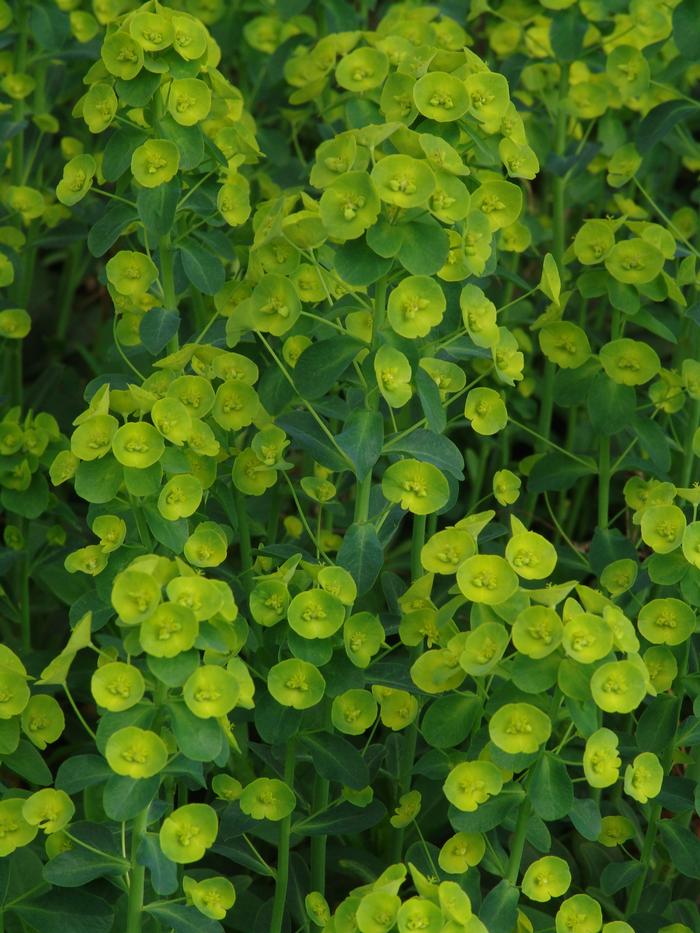 Robb's Spurge (Euphorbia amygdaloides var. robbiae)