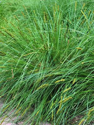 Fox Sedge (Carex vulpinoidea)