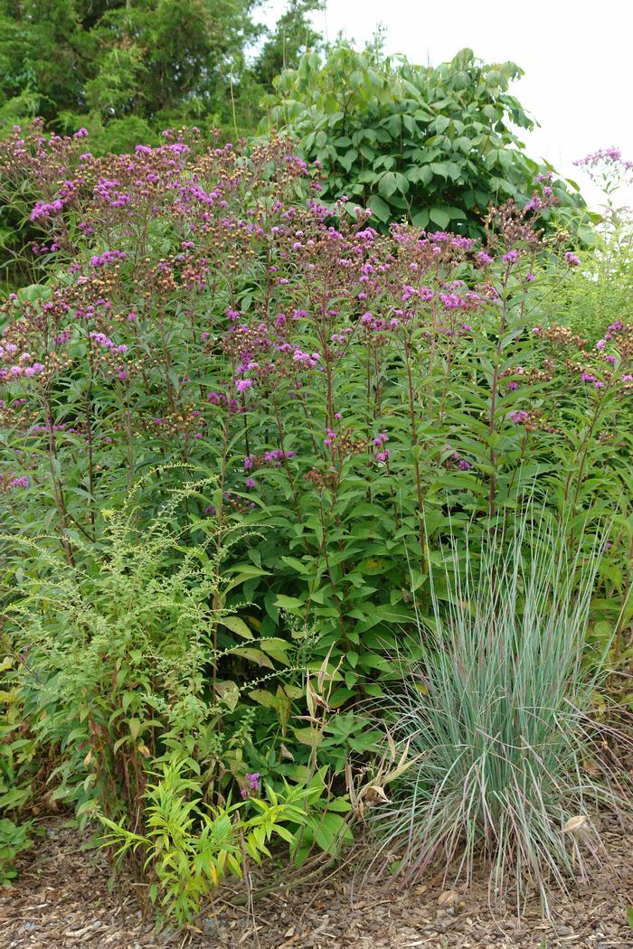 New York Ironweed (Vernonia noveboracensis)