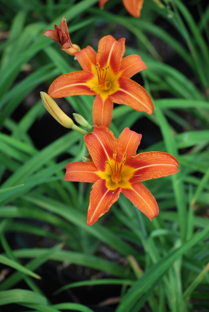 Hemerocallis fulva (Daylily)