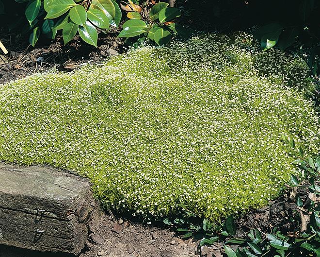 Scotch Moss (Sagina subulata 'Aurea')