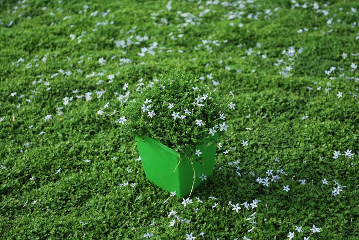 Blue Star Creeper (Isotoma fluviatilis)