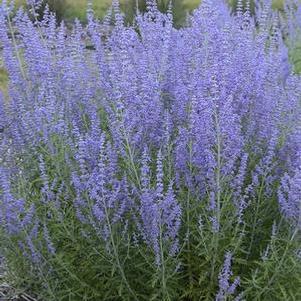 Perovskia atriplicifolia 'Blue Jean Baby' (Russian Sage)