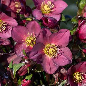 Helleborus HGC® Ice N' Roses® Red (Helleborus Gold Collection® Lenten Rose)