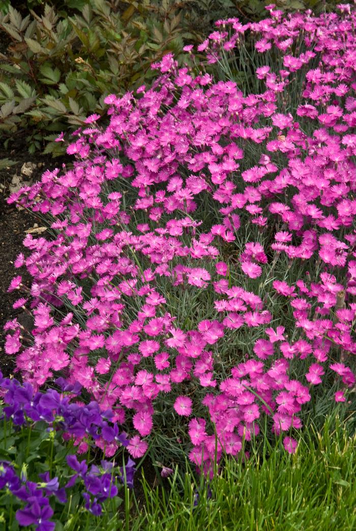 Dianthus gratianopolitanus 'Firewitch' (Garden Pinks), pink flowers