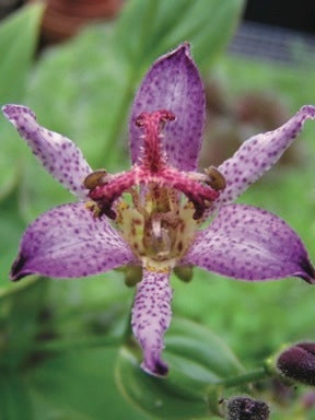 Tricyrtis formosana 'Samurai' (Toad Lily)