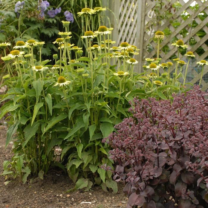 Echinacea x purpurea 'Green Jewel' (Coneflower)