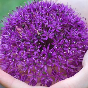 Allium 'Ambassador' (Ornamental Onion) perennial