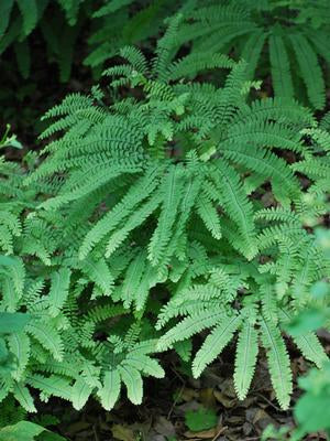 Northern Maidenhair Fern (Adiantum pedatum)