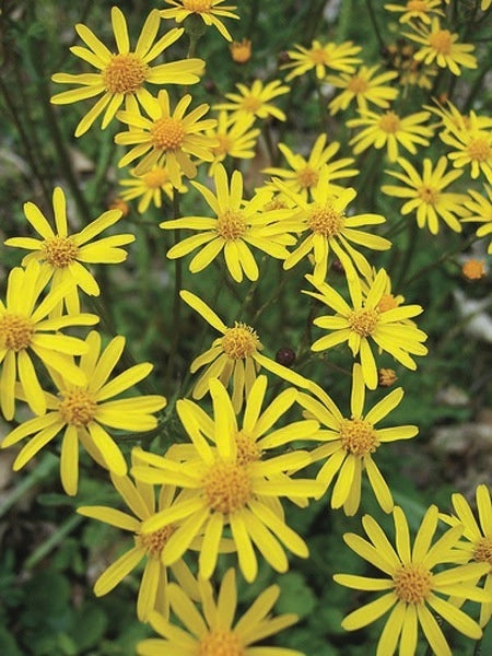 Golden Ragwort (Senecio aureus)