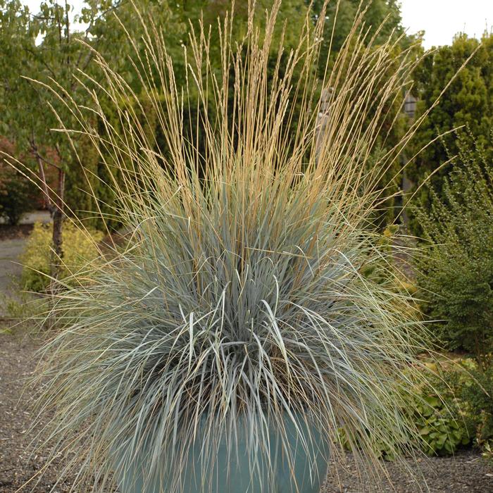 Blue Oats Grass (Helictotrichon sempervirens)