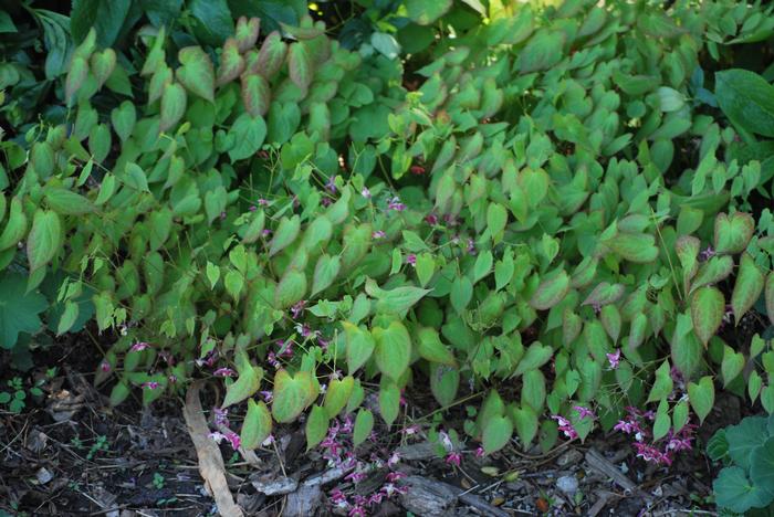 Epimedium rubrum (Barrenwort)