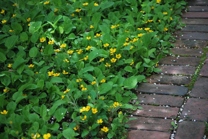 Chrysogonum virginianum (Green and Gold), yellow flowers