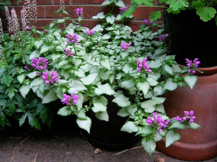 Lamium maculatum 'Purple Dragon' (Dead Nettle)