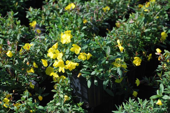 Sundrops (Oenothera fruticosa)