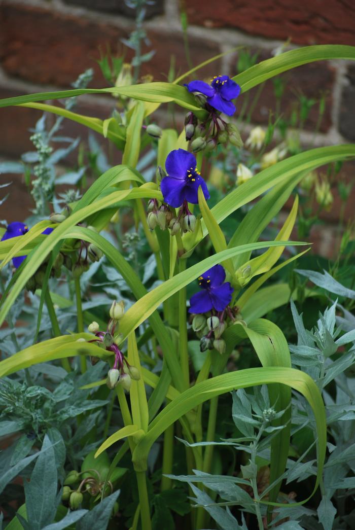 Tradescantia andersoniana 'Sweet Kate' (Spiderwort)