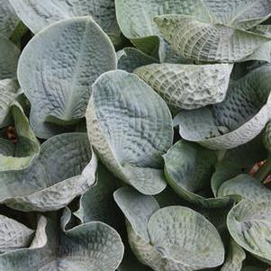 Hosta x 'Big Daddy' (Plantain Lily)