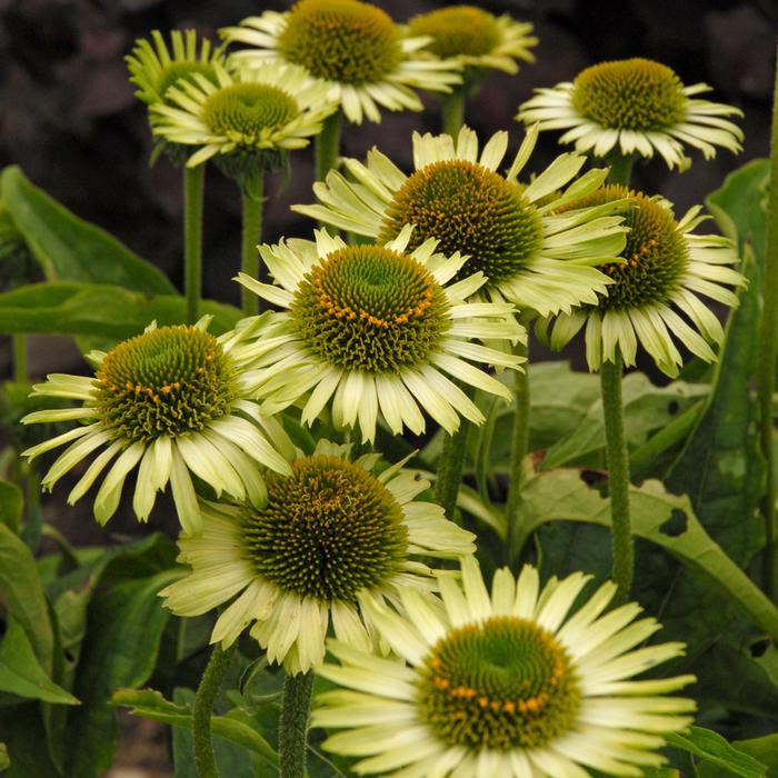 Echinacea x purpurea 'Green Jewel' (Coneflower)