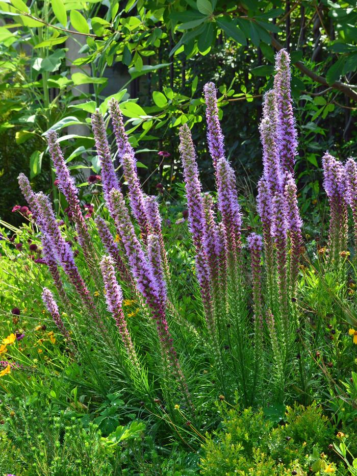 Purple Gay Feather (Liatris spicata 'Kobold')