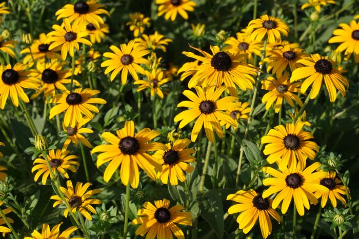 Rudbeckia fulgida var. deamii (Black Eyed Susan)