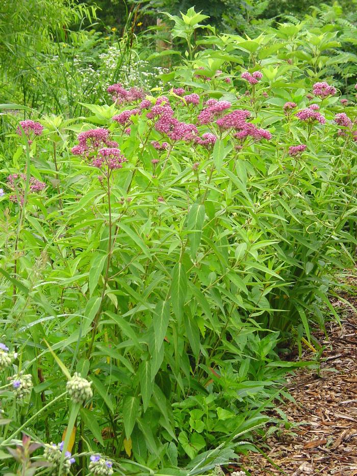 Swamp Milkweed (Asclepias incarnata)