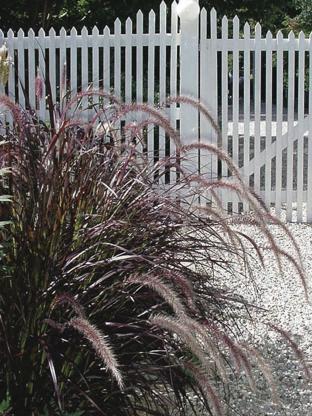 Purple-Leaved Fountain Grass (Pennisetum setaceum 'Rubrum')