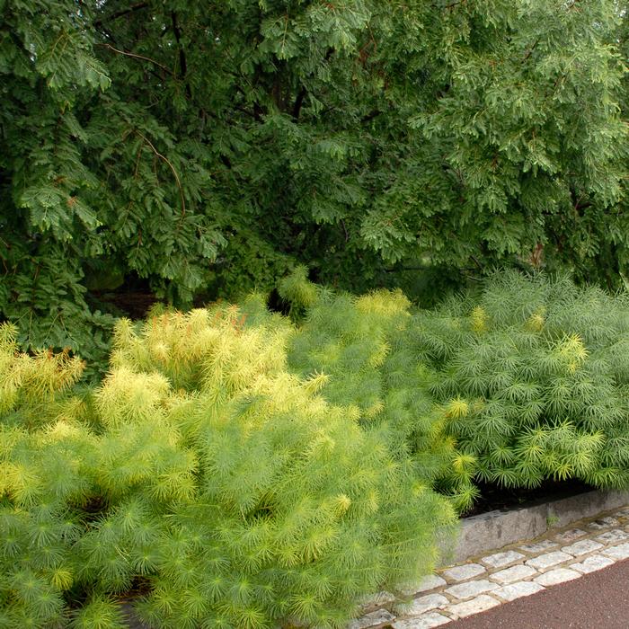 Thread-leaf Blue Star (Amsonia hubrichtii)