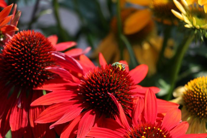 Echinacea Sombrero® Sangrita (Coneflower), red flower