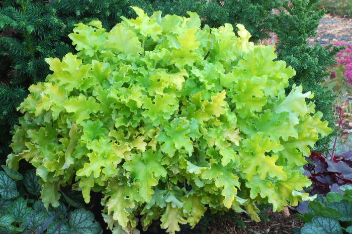 Heuchera x 'Lime Marmalade' (Coral Bells)