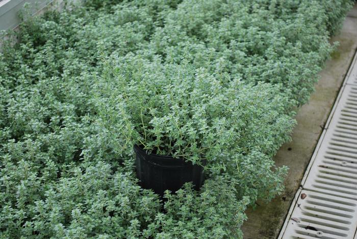 Variegated English Thyme (Thymus vulgaris 'Silver Posie')