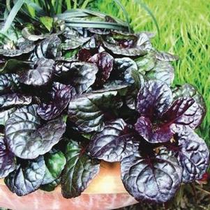 Ajuga reptans 'Black Scallop' (Bugle Weed) perennial