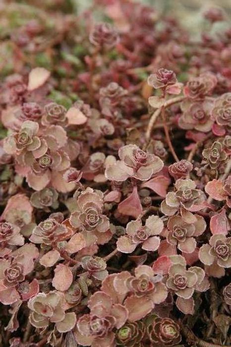 Sedum spurium 'Fuldaglut' (Stonecrop)