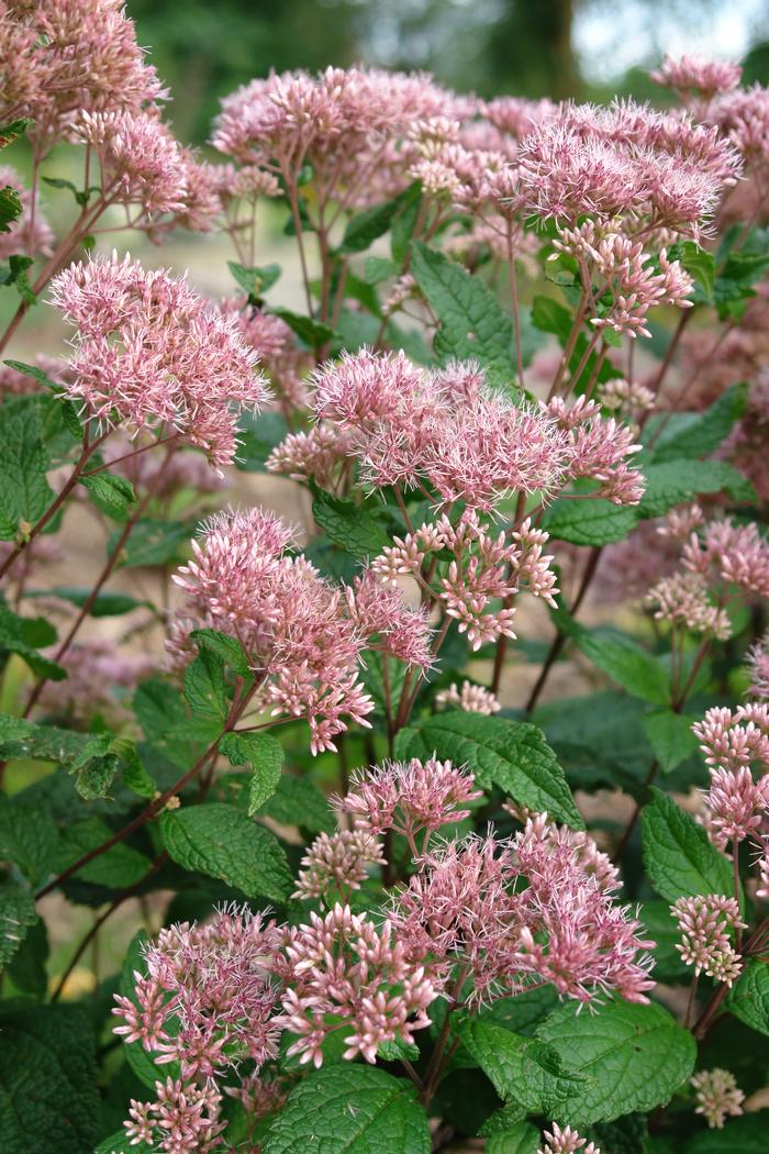 Eupatorium dubium 'Little Joe' (Dwarf Joe Pye Weed)