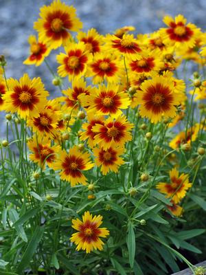 Coreopsis Uptick™Gold & Bronze (Tickseed), yellow and red flowers