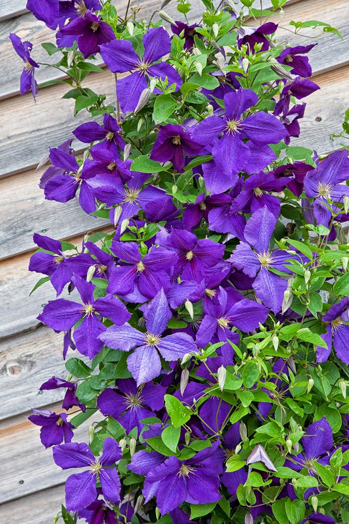 Clematis 'Jackmanii' (Hybrid Clematis)