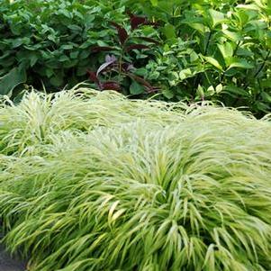 Hakonechloa macra 'All Gold' (Japanese Forest Grass)