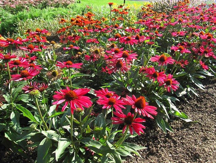 Echinacea Kismet® Raspberry (Coneflower), pink flowers