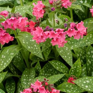 Pulmonaria x 'Shrimps on the Barbie' (Lungwart)